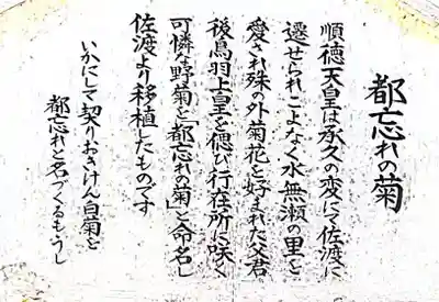 都忘れの菊について