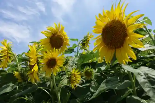 満願寺(千葉県)