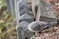 開成山大神宮の自然