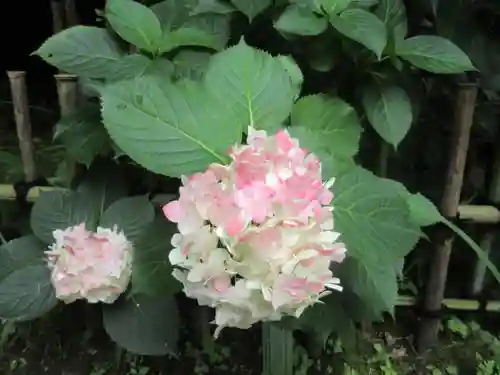 安國論寺（安国論寺）の自然