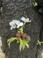 三輪神社の自然