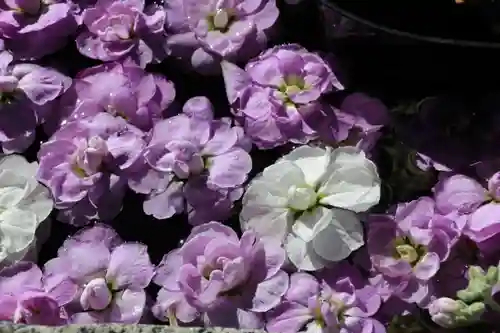 阿邪訶根神社の手水舎