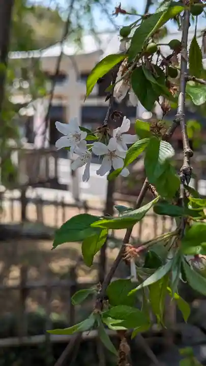 縣神社(京都府)