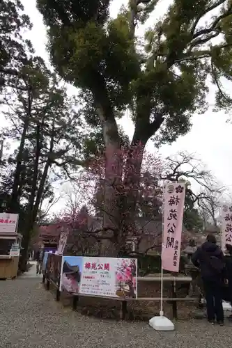 北野天満宮の庭園