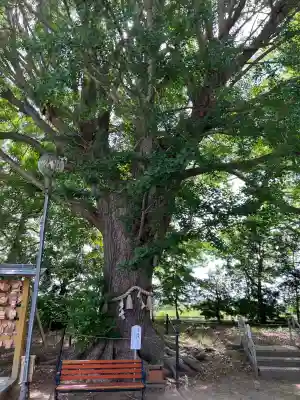 白子神社(千葉県)