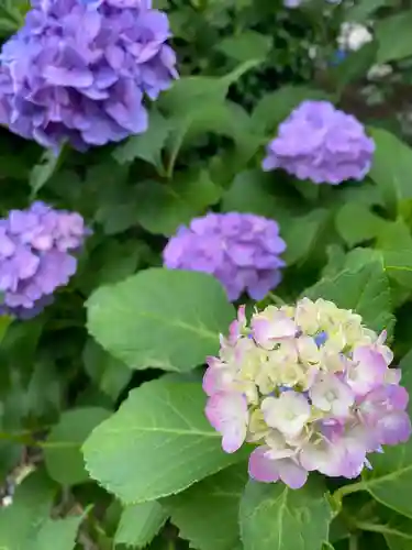 本光寺(愛知県)