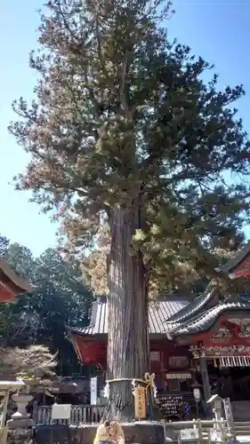 北口本宮冨士浅間神社の自然