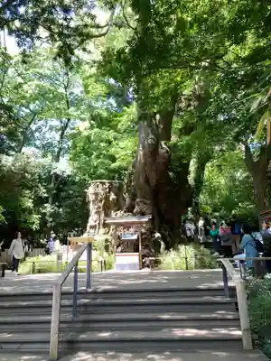 來宮神社(静岡県)