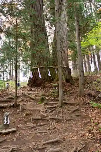 戸隠神社火之御子社の自然