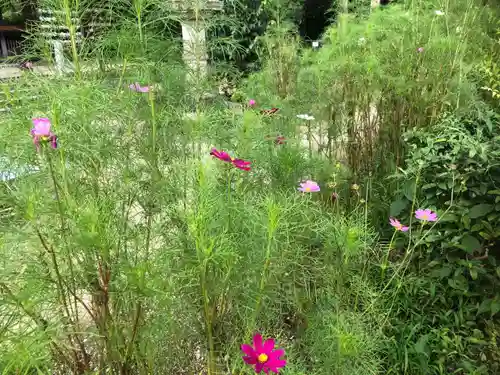 般若寺 ❁﻿コスモス寺❁の自然