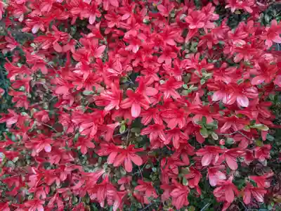 霧島神宮(鹿児島県)