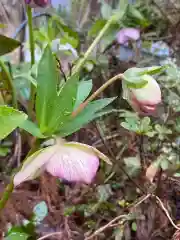 岡部春日神社～👹鬼門よけの🌺花咲く🌺やしろ～(福島県)