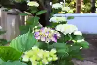 三津厳島神社の自然