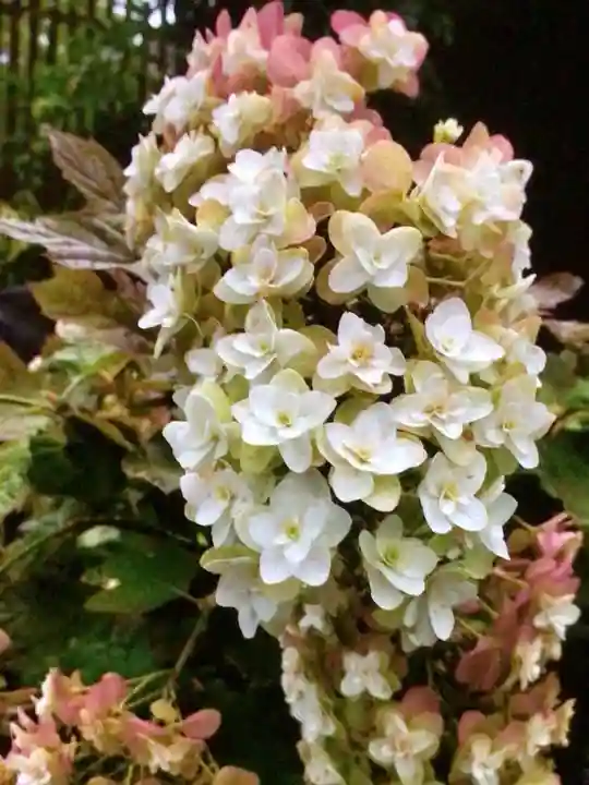 光明院(東京都)