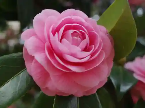 意富比神社の自然