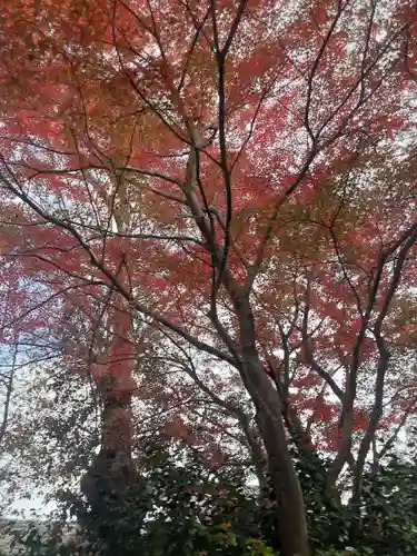 深大寺(東京都)