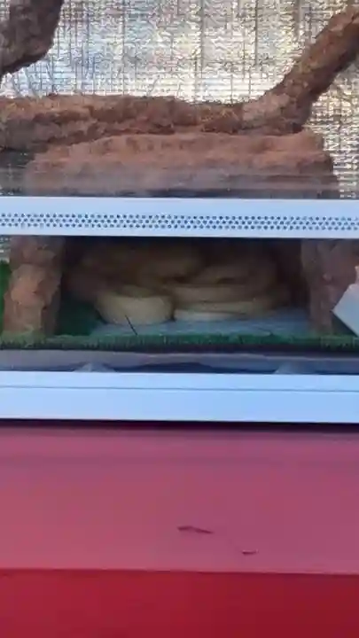 蛇窪神社(東京都)