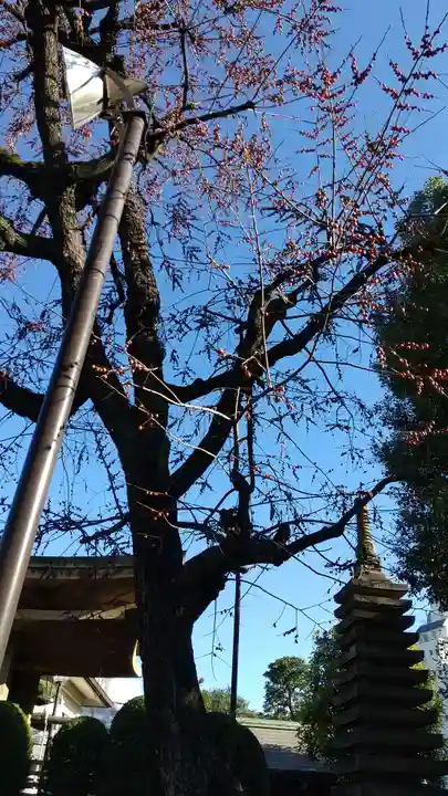 總持寺の自然