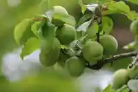 開成山大神宮の自然