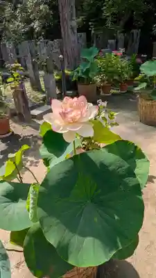 岡寺(龍蓋寺)(奈良県)