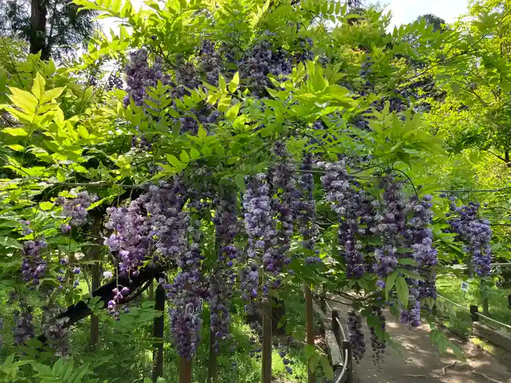 春日大社(奈良県)