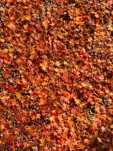 土津神社|こどもと出世の神さまの自然(2020年11月12日(木) 12時50分24秒投稿)