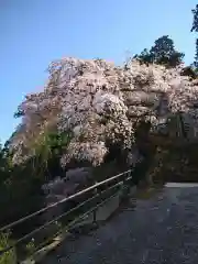 瀧蔵神社の自然