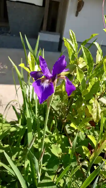 阿波々神社(静岡県)