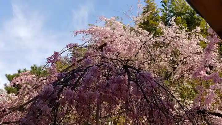 平野神社の自然