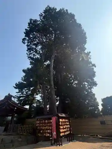 中野沼袋氷川神社の{uncategorized: "未分類", other: "その他", undefined: "問題あり", building: "その他建物", grave: "お墓", sacred_gate: "鳥居", guardian: "狛犬", statue: "像", buddha: "仏像", history: "歴史", nature: "自然", garden: "庭園", animal: "動物", pagoda: "塔", temizu: "手水舎", mountain_gate: "山門・神門", sanctuary: "本殿・本堂", subordinate: "末社・摂社", art: "芸術", scenery: "景色", jizo: "地蔵", ema: "絵馬", goshuin: "御朱印", omikuji: "おみくじ", items: "授与品その他", amulet: "お守り", goshuincho: "御朱印帳", eats: "食事", festival: "お祭り", votive_dance: "神楽", shichigosan: "七五三参", wedding: "結婚式", experience: "体験その他", initially: "初詣", around: "周辺", anti_infection: "感染症対策"}