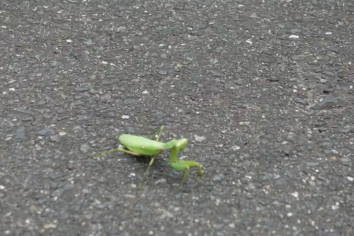 敢國神社の動物