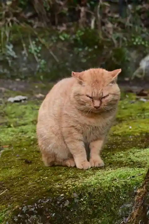 槵觸神社(宮崎県)