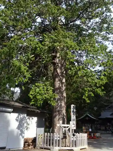新倉富士浅間神社の自然