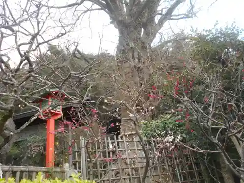 荏柄天神社の自然