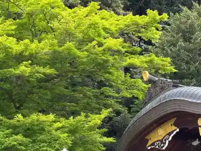 高麗神社の{uncategorized: "未分類", other: "その他", undefined: "問題あり", building: "その他建物", grave: "お墓", sacred_gate: "鳥居", guardian: "狛犬", statue: "像", buddha: "仏像", history: "歴史", nature: "自然", garden: "庭園", animal: "動物", pagoda: "塔", temizu: "手水舎", mountain_gate: "山門・神門", sanctuary: "本殿・本堂", subordinate: "末社・摂社", art: "芸術", scenery: "景色", jizo: "地蔵", ema: "絵馬", goshuin: "御朱印", omikuji: "おみくじ", items: "授与品その他", amulet: "お守り", goshuincho: "御朱印帳", eats: "食事", festival: "お祭り", votive_dance: "神楽", shichigosan: "七五三参", wedding: "結婚式", experience: "体験その他", initially: "初詣", around: "周辺", anti_infection: "感染症対策"}