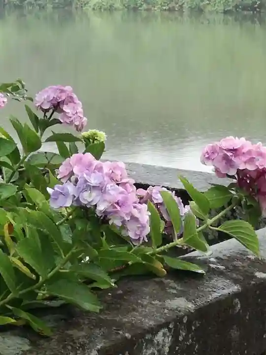 武蔵第六天神社の自然