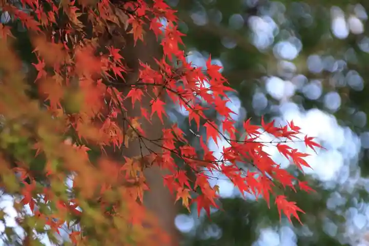 田村神社の自然