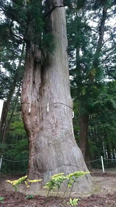 上沼八幡神社の自然