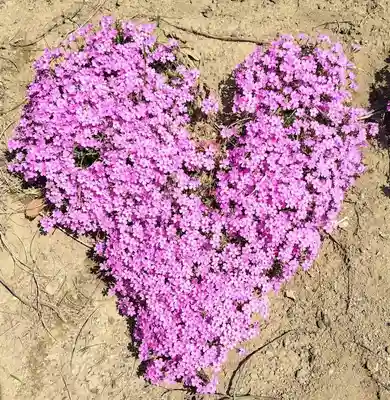 厚別神社(北海道)