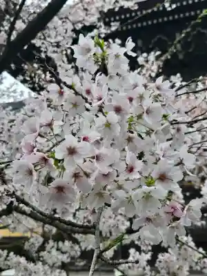 南禅寺の{uncategorized: "未分類", other: "その他", undefined: "問題あり", building: "その他建物", grave: "お墓", sacred_gate: "鳥居", guardian: "狛犬", statue: "像", buddha: "仏像", history: "歴史", nature: "自然", garden: "庭園", animal: "動物", pagoda: "塔", temizu: "手水舎", mountain_gate: "山門・神門", sanctuary: "本殿・本堂", subordinate: "末社・摂社", art: "芸術", scenery: "景色", jizo: "地蔵", ema: "絵馬", goshuin: "御朱印", omikuji: "おみくじ", items: "授与品その他", amulet: "お守り", goshuincho: "御朱印帳", eats: "食事", festival: "お祭り", votive_dance: "神楽", shichigosan: "七五三参", wedding: "結婚式", experience: "体験その他", initially: "初詣", around: "周辺", anti_infection: "感染症対策"}