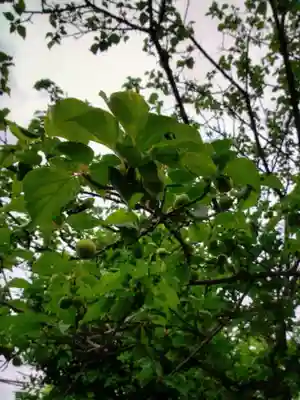 新宿下落合氷川神社(東京都)