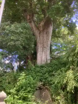 天神社(中切町)の自然