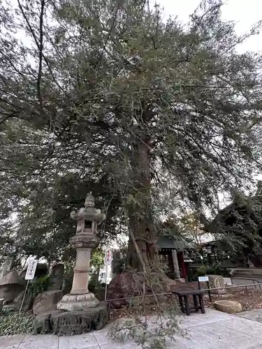 善養寺（善養密寺）(東京都)
