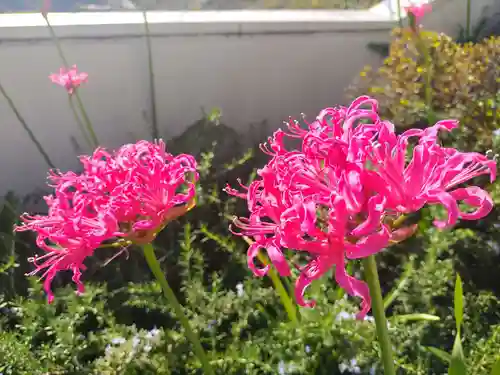 浅間神社(千葉県)