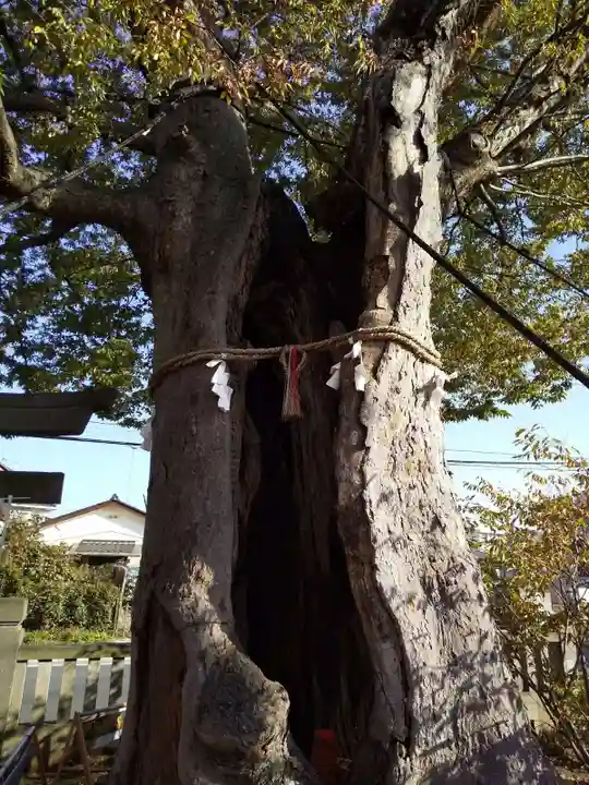 三ツ木神社の自然