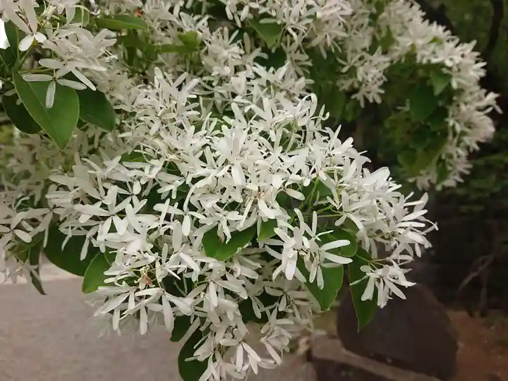 深大寺(東京都)