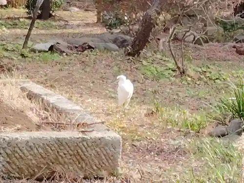 瀧泉寺　三福堂の動物
