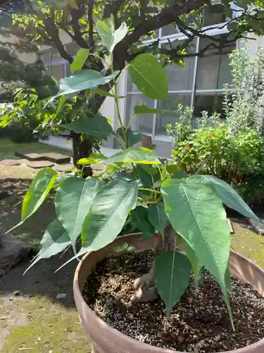 福王山  慈眼寺の自然