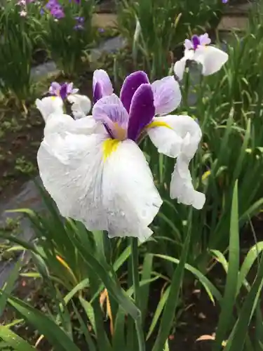 伊佐須美神社の自然