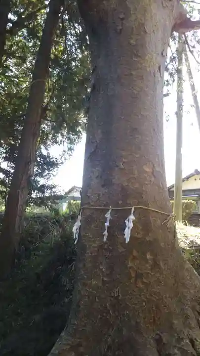 高房神社の自然